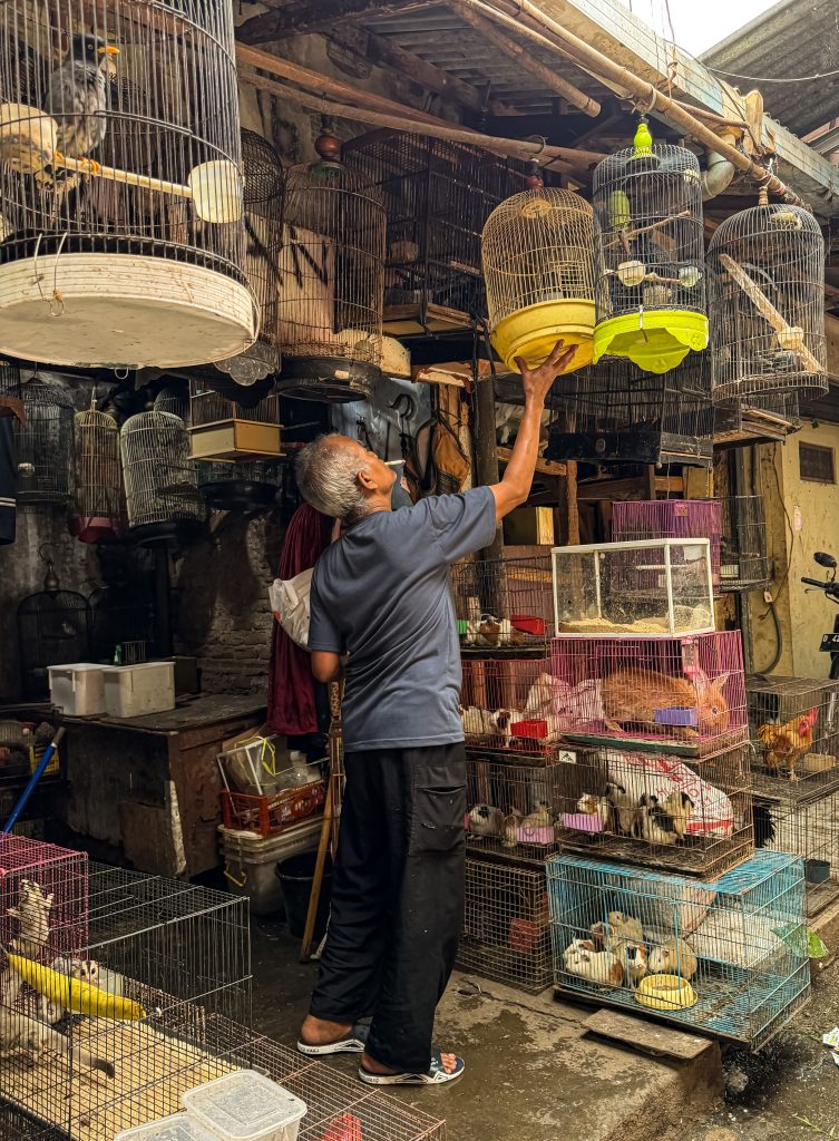 Best pet shops in Vashi